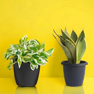 amulya farms amp nursery indoor live air purifier money plants best for living room home office table amp kitchen purification amp abundance combo