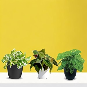amulya farms amp nursery indoor live air purifier money plants best for living room home office table amp kitchen budget money combo