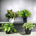 Amulya FARMS &amp; NURSERY Indoor Live Air Purifier Money Plants Best for Living Room, Home, Office, Table &amp; Kitchen (Air Purifying Creepers)