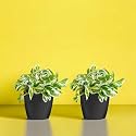 Amulya FARMS &amp; NURSERY Indoor Live Air Purifier Money Plants Best for Living Room, Home, Office, Table &amp; Kitchen (Combo of two)