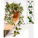 Amulya FARMS &amp; NURSERY Indoor Live Air Purifier Money Plants Best for Living Room, Home, Office, Table &amp; Kitchen (Money Plant with Clips)