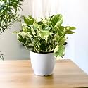 Amulya FARMS &amp; NURSERY Indoor Live Air Purifier Money Plants Best for Living Room, Home, Office, Table &amp; Kitchen (Black Pot)