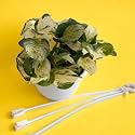 Amulya FARMS &amp; NURSERY Indoor Live Air Purifier Money Plants Best for Living Room, Home, Office, Table &amp; Kitchen (Hanging Money)