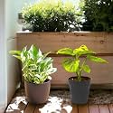 Amulya FARMS &amp; NURSERY Indoor Live Air Purifier Money Plants Best for Living Room, Home, Office, Table &amp; Kitchen (Budget Combo 2)