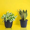 Amulya FARMS & NURSERY Indoor Live Air Purifier Money Plants Best for Living Room, Home, Office, Table & Kitchen (Purification & Abundance Combo)