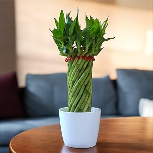 amulya farms amp nursery bamboo wheel in white pot  bamboo plants for home decoration  indoor plants for living room home office table top  feng shui plant with pots  bamboo plant height of 45cm