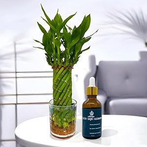 amulya farms amp nursery bamboo wheel in glass pot and 50ml organic fertiliser lucky plants for home decoration  indoor plants for living room home office table top  feng shui plant with pots