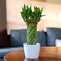 Amulya FARMS &amp; NURSERY Bamboo Wheel in White Pot | Bamboo Plants for Home decoration | Indoor plants for Living Room, Home, Office, Table Top | Feng Shui Plant with Pots | Bamboo Plant height of 45cm