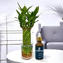 Amulya FARMS &amp; NURSERY Bamboo Wheel in Glass Pot and 50ML Organic Fertiliser| Lucky Plants for Home decoration | Indoor plants for Living Room, Home, Office, Table Top | Feng Shui Plant with Pots