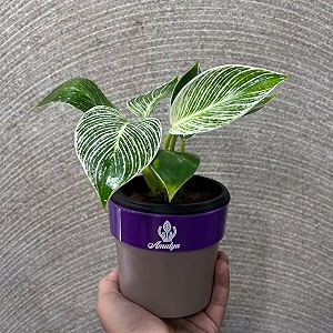 amulya farms amp nursery air purifying variegated indoor live plants for table kitchen amp desk decor  rare plant  imported plant  small size - black pot included premium birkin variegated