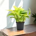 Amulya FARMS &amp; NURSERY Indoor Live Air Purifier Money Plants Best for Living Room, Home, Office, Table &amp; Kitchen (Neon)