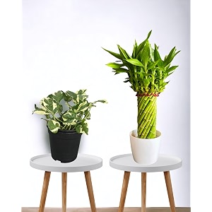amulya farms amp nursery rare lucky bamboo indoor live plant with pot for home indoor table office decor item bamboo and money plant good luck amp feng shui plant  elegant gifts for men amp women