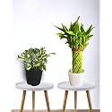 Amulya FARMS &amp; NURSERY Rare Lucky Bamboo Indoor Live Plant With Pot For Home, Indoor, Table, Office Decor Item (Bamboo and Money Plant) Good Luck &amp; Feng Shui Plant | Elegant Gifts for Men &amp; Women