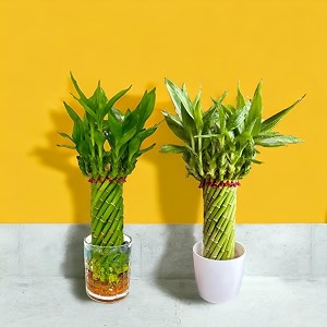 amulya farms amp nursery combo of bamboo wheel in white pot and bamboo wheel in glass pot  lucky plants for home decor  indoor plants for home office  feng shui plant with pots