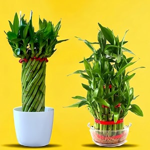 amulya farms amp nursery combo of bamboo wheel and 3 layer plant  indoor plants for living room home office table top  plant height of 45cms  double dose of good luck