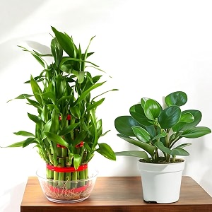 amulya farms amp nursery combo of bamboo 3 layer and pepperomia green  lucky plants for home decoration  indoor plants for living room home office table top  feng shui plant with pots