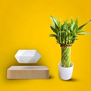 amulya farms amp nursery twisted lucky bamboo indoor live plant with glass pot for home indoor table office decor item