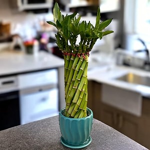 amulya farms amp nursery twisted lucky bamboo indoor live plant with glass pot for home indoor table office decor item ceramic bamboo