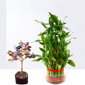 amulya farms amp nursery combo of bamboo 3 layer plant and lucky tree  premium gift set  indoor plants for home office  feng shui plant with pots  perfect budget-friendly vastu combo