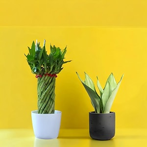 amulya farms amp nursery twisted lucky bamboo indoor live plant with glass pot for home indoor table office decor item