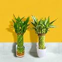 Amulya FARMS &amp; NURSERY Combo of Bamboo Wheel in White Pot and Bamboo Wheel in Glass Pot | Lucky Plants for Home Decor | Indoor plants for Home, Office | Feng Shui Plant with Pots