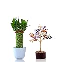 Amulya FARMS &amp; NURSERY Combo of Bamboo Wheel Plant and Lucky Tree | Indoor plants for Home, Office| Feng Shui Plant with Pots | Bamboo Plant height of 45cms | Perfect Premium Vastu Combo