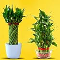 Amulya FARMS &amp; NURSERY Combo of Bamboo Wheel and 3 layer Plant | Indoor plants for Living Room, Home, Office, Table Top | Plant height of 45cms | Double Dose of Good Luck