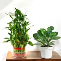 Amulya FARMS &amp; NURSERY Combo of Bamboo 3 layer and Pepperomia green | Lucky Plants for Home decoration | Indoor plants for Living Room, Home, Office, Table Top | Feng Shui Plant with Pots
