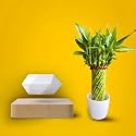 Amulya FARMS &amp; NURSERY Twisted Lucky Bamboo Indoor Live Plant With Glass Pot For Home, Indoor, Table, Office Decor Item