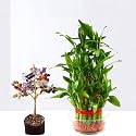 Amulya FARMS & NURSERY Combo of Bamboo 3 layer Plant and Lucky Tree | Premium Gift Set | Indoor plants for Home, Office | Feng Shui Plant with Pots | Perfect Budget-friendly Vastu Combo