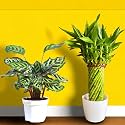 Amulya FARMS &amp; NURSERY Combo of Bamboo Wheel and Calathea Peacock Plant | Indoor plants for Living Room, Home, Office, Table Top | Feng Shui Plant with Pots | Bamboo Plant height of 45cms | Rare Combo