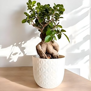 amulya farms amp nursery unique amp rare ficus bonsai live plant 10 years old with 6 premium self design pot  indoor live plants for home table kitchen amp desk decor  bonsai plants  collectors fav