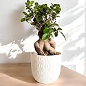 Amulya FARMS &amp; NURSERY Unique &amp; Rare Ficus Bonsai Live Plant 10 YEARS old with 6” Premium Self Design Pot | Indoor Live Plants for Home, Table, Kitchen &amp; Desk Decor | Bonsai Plants | Collector’s Fav