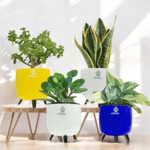 amulya farms combo of 4 - jade snake philodendron brasil and pepperomia live plants for living room table kitchen amp desk decor  imported plant  small size in table top planter 