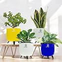 Amulya Farms Combo of 4 - Jade, Snake, Philodendron Brasil and Pepperomia Live Plants for Living Room, Table, Kitchen &amp; Desk Decor | Imported Plant | Small Size in Table Top Planter |