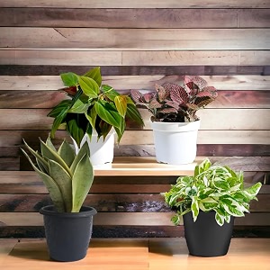 amulya farms combo of 4 snake money fittonia amp micans leaf with free fertiliser  combo of good luck amp air purifying live indoor outdoor plants for living room home amp office decor with pots