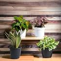 Amulya Farms Combo of 4 Snake, Money, Fittonia &amp; Micans leaf with Free Fertiliser | Combo of Good luck &amp; Air Purifying Live Indoor Outdoor Plants for Living Room, Home &amp; Office Decor with Pots