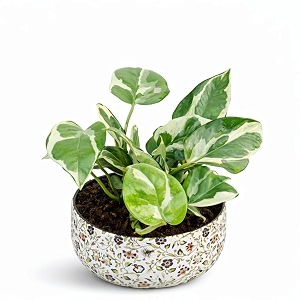 amulya farms combo indoor plants  money plant njoy money plant golden snake plant silver hahnii amp spider plant in golden metal pots  rare air purifying succulent plants for home dcor amp office