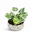 Amulya FARMS Combo Indoor Plants – Money Plant Njoy, Money Plant Golden, Snake Plant Silver Hahnii &amp; Spider Plant in Golden Metal Pots | Rare Air Purifying Succulent Plants for Home Décor &amp; Office