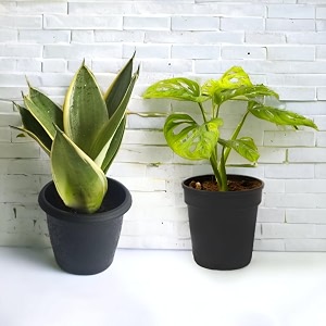 amulya farms combo of snake amp broken heart plant with free fertiliser  combo of air purifying live indoor outdoor snake amp broken heart plants for living room home amp office decor  with pots 