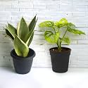 Amulya Farms Combo of Snake &amp; Broken Heart Plant with Free Fertiliser | Combo of Air Purifying Live Indoor Outdoor Snake &amp; Broken Heart Plants for Living Room, Home &amp; Office Decor | with Pots |