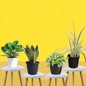 amulya farms combo of snake money spider amp peperomia plant with free fertiliser  good luck amp air purifying live indoor outdoor plants for living room home amp office decor  with pots