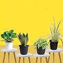 Amulya Farms Combo of Snake, Money, Spider &amp; Peperomia plant with Free Fertiliser | Good luck &amp; Air Purifying Live Indoor Outdoor Plants for Living Room, Home &amp; Office Decor | With Pots