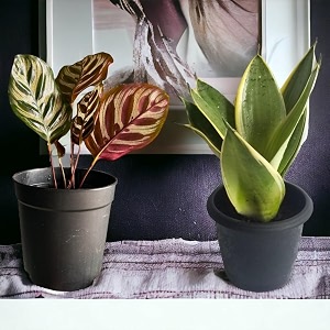 amulya farms combo of snake plant and calathea peacock plant with free fertiliser  air purifying live indoor outdoor snake plants for living room home amp office decor  with pots  small size