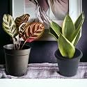 Amulya Farms Combo of Snake Plant and Calathea Peacock Plant with Free Fertiliser | Air Purifying Live Indoor Outdoor Snake Plants for Living Room, Home &amp; Office Decor | with Pots | Small Size