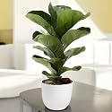 Amulya FARMS Ficus Lyrata In Premium Self Design Planter | Healthy Indoor Live Plant Fiddle-Leaf Fig Plant | Living Room & Home Decor Plant With Designer Pot | Pot Colour May Vary |