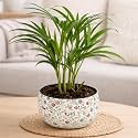 Amulya Farms Indoor Plants for Home | Areca Palm Plant In Premium Floral Print Metal Pot | Air Purifying Plants For Home | Live Plants with Pots For Living Room and Office Decoration