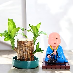 amulya farms imported bamboo lucky wood good luck live plant with leaf amp with bobble head monk idol  lucky brazil wood potted plant  lucky brazilian wood plant  feng shui plant  without pot 
