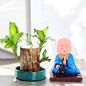Amulya Farms IMPORTED Bamboo Lucky Wood Good Luck Live Plant WITH LEAF & WITH BOBBLE HEAD MONK IDOL | Lucky Brazil Wood Potted Plant | Lucky Brazilian Wood Plant | Feng Shui Plant | without Pot |