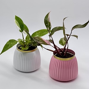 amulya farms indoor live plants for home with premium white metal pot  air purifier oxygen plant  real plant for home living room office dcor  easy to care with variegated leaves  set of 2 